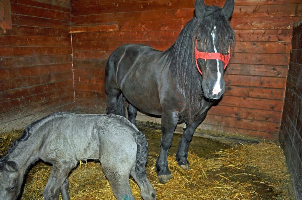 Willa Pensiunea Cheile Apusenilor Sandulesti Zewnętrze zdjęcie